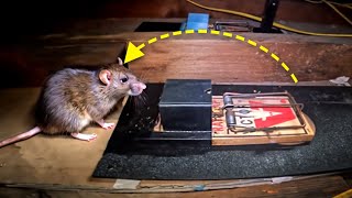 The BEST way to remove rats in an attic...fast.