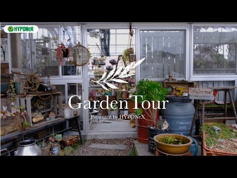 屋外の多肉植物のヒント 美しい多肉植物のロックガーデンを持つ方法