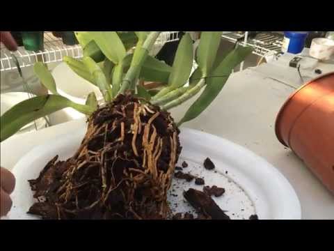 Cattleya Orchid Care: Tips on How to repot a Large Unruly Cattleya Orchid with lots of Roots