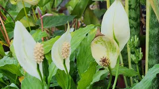 How to Propagate Peace Lily from Seeds and Plant Division | Spathiphyllum Pollination Tips