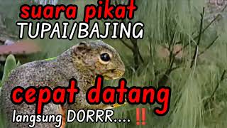 Download lagu Top markotop ‼️Poin banyak jika pakai suara pikat tupai ini,,,, begitu datang langsung dorrrr,,, mp3