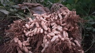 고소하고 맛이 정말 검정땅콩  오늘 수확하는날 재배방법과 보관방법