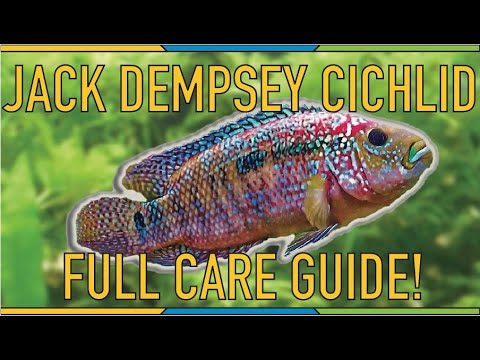 Jack Dempsey — kompletný care guide a stocking