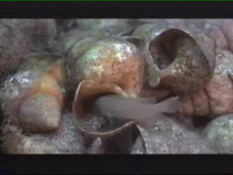 Lago Tanganica documentario parte 2