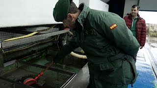 Redada mundial contra "mafias de la anguila" detrás de un delito ambiental de miles de millones