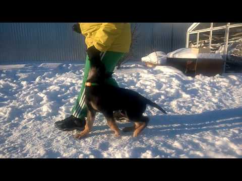 Xo Oger Schloss (Extreme Orex Aykmar IPO3+Effa vom Isarland IPO3)