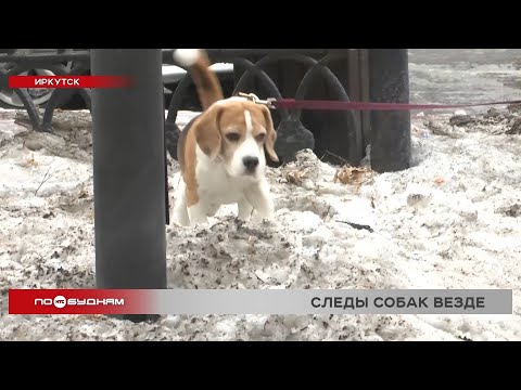 Со сходом снега на газонах и тротуарах Иркутска обнажаются следы выгула собак