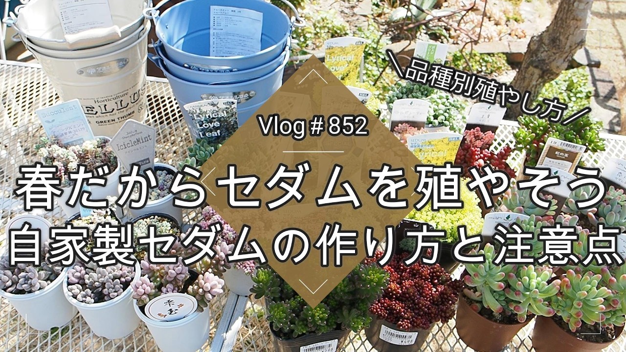 【Vlog852】【多肉植物】春だからセダムを殖やそう🌱品種別自家製セダムの作り方と注意点【挿し芽・ばらまき】