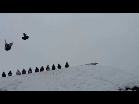 Голуби Владимира  Всегда летят николаевские голуби!