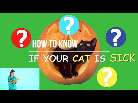 How To Know If Your Cat Is Sick