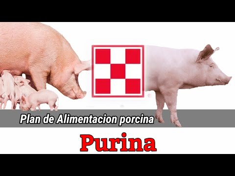 , title : 'Plan de Alimentación para Cerdos PURINA.'
