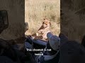 Cheetah gets too close for comfort 🐆😳 #shorts #animals #cheetah #swns