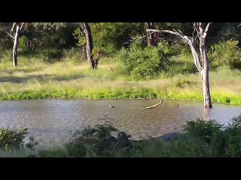 Djuma: Sights and sounds-animals reacting to Crocodile by pan - 17:18 - 03/06/20
