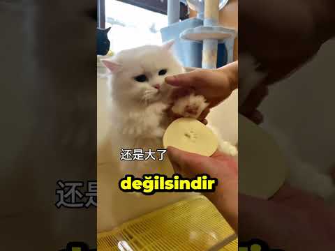 yaramaz patatesi yakaladım 🥔