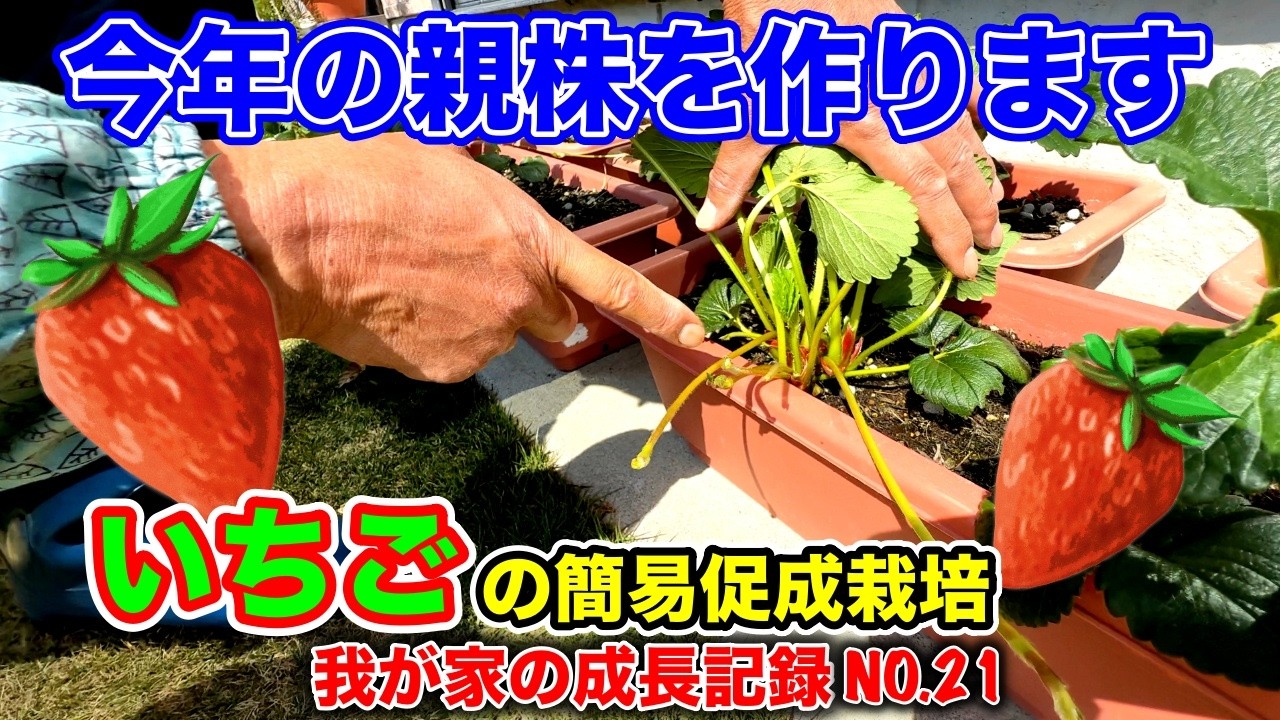 第21回春の訪れとともに来年の苗作り始めます！！〜イチゴの簡易促成栽培、我が家の成長記録動画シリーズ〜