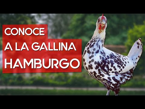 , title : 'Gallina Hamburgo 🐔 Una supermodelo entre las gallinas'