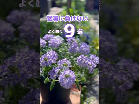 夏の間ずっと緑豊かな庭に適した、熱波に強い植物はどれですか?干ばつと暑さを笑う10の品種  庭園