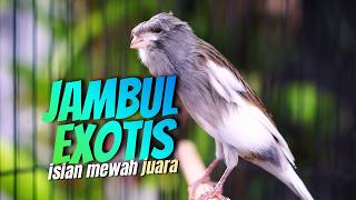 Download lagu KENARI JAMBUL MEWAH EXOTIS - MASTERAN KENARI ISIAN BLACKTHROAT GACOR PALING JOSJIS mp3 Download lagu KENARI JAMBUL MEWAH EXOTIS - MASTERAN KENARI ISIAN BLACKTHROAT GACOR PALING JOSJIS mp3
