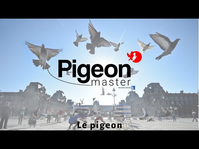 Video Pronunciation of le pigeon in English