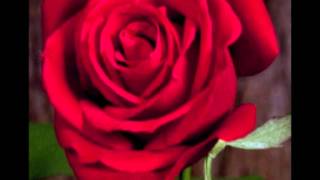 Mere Rang Mein Rangne Wali.wmv