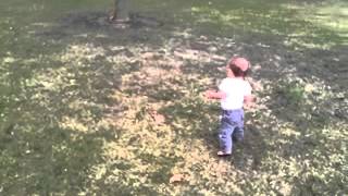 Chasing squirrel