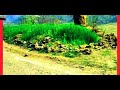 Foji Pardesa Liya Dera Hoo Kali Woo Jind Dukhra Khanara Hoo Chaman Lariya Phari Song Dogri Song
