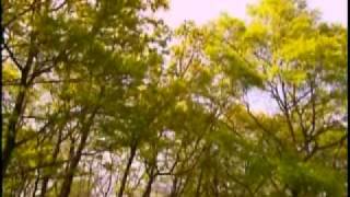 The Dream (English Cover of "Yume  Kara Samete")