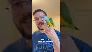 Kili My Senegal Parrot is 18 Years Old