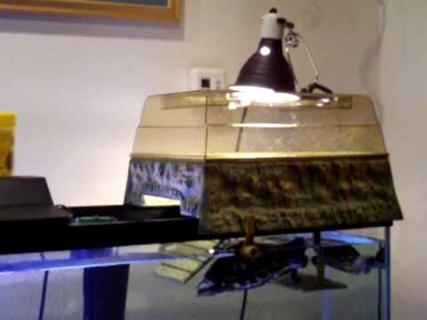 Turtle Topper Review