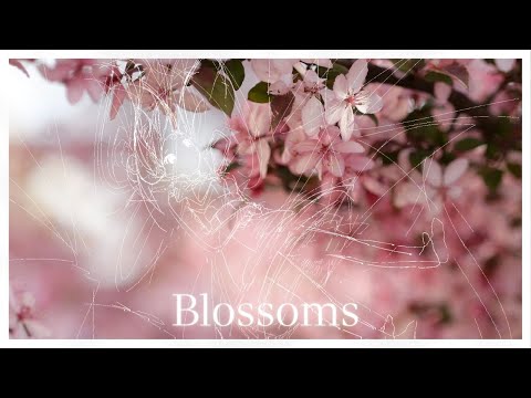 DoctorNoSense - Blossoms feat. ELEANOR FORTE [Official Music Video]