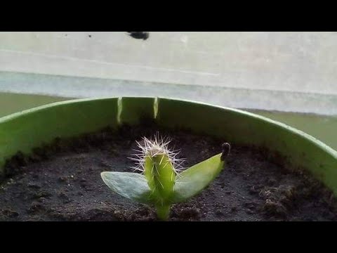 How To Grow Dragon Fruit From Seeds. Seeds From Fresh Fruit