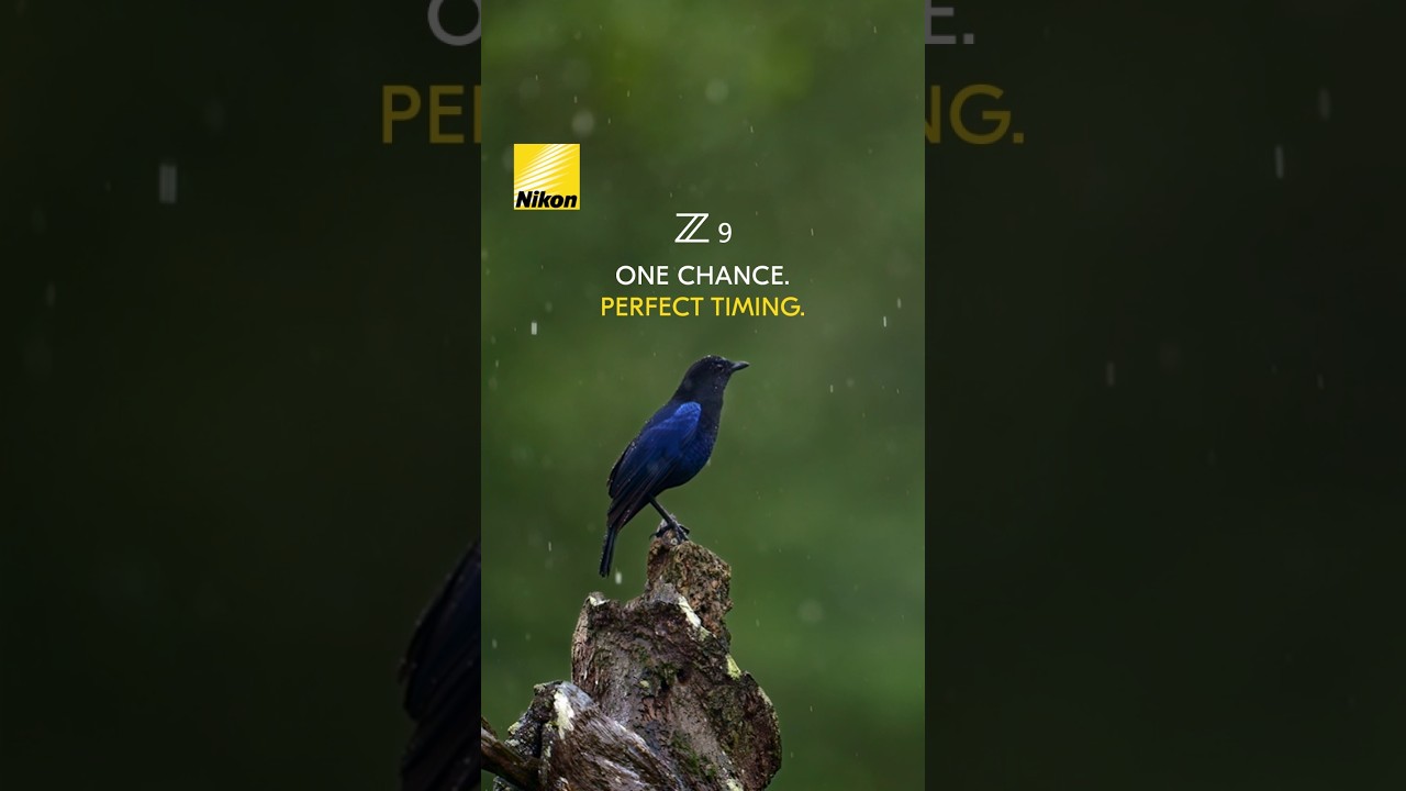 Capturing the Rhythm of the Wild |Shot on Nikon Z9