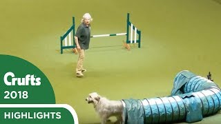 Rescue dog in the Obstacle course