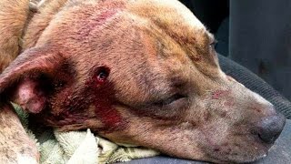 Remember When Cops Shot the Dogs At the High School In New Orleans after Hurricane Katrina?