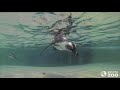 Toronto Zoo Penguin Colony Swimming
