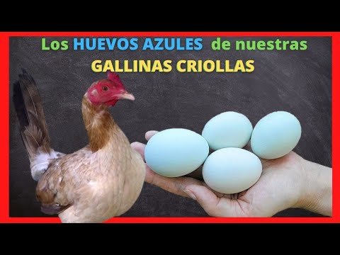 , title : 'Todo acerca de la Crianza de gallinas criollas, ponedoras de huevos azules'