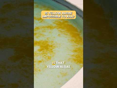 Is YELLOW ALGAE Impossible to Kill? 😧