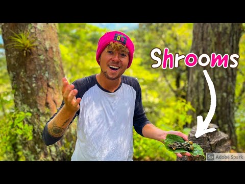 Finding MAGIC MUSHROOMS in the mountains of mexico (San José Del Pacífico)