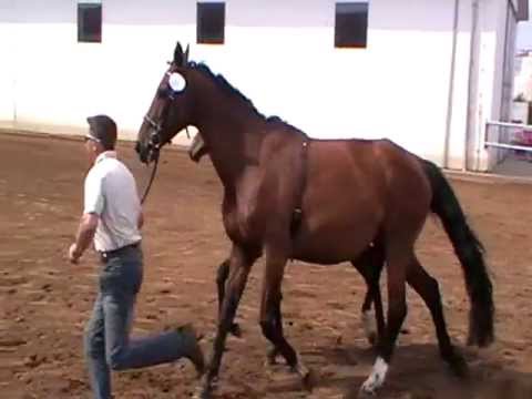 Oldenburger Hengstfohlen vom Stalypso x Landkaiser x Waikato