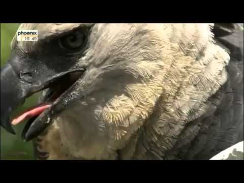 Tief im Regenwald - Auf der Spur der Harpyie - Teil 3