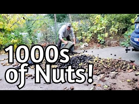 FREE Food!!!  Black Walnut Abundance!