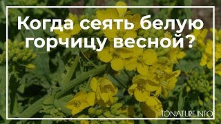 Когда лучше сеять горчицу весной или осенью