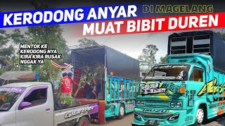 🔴KERODONGNYA KESUNDUL KAYU DUREN - Nanti rusak kerodongku - Awas paaaaaakkk