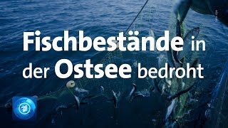 Fischfang: Zahlreiche Fischarten in der Ostsee gefährdet