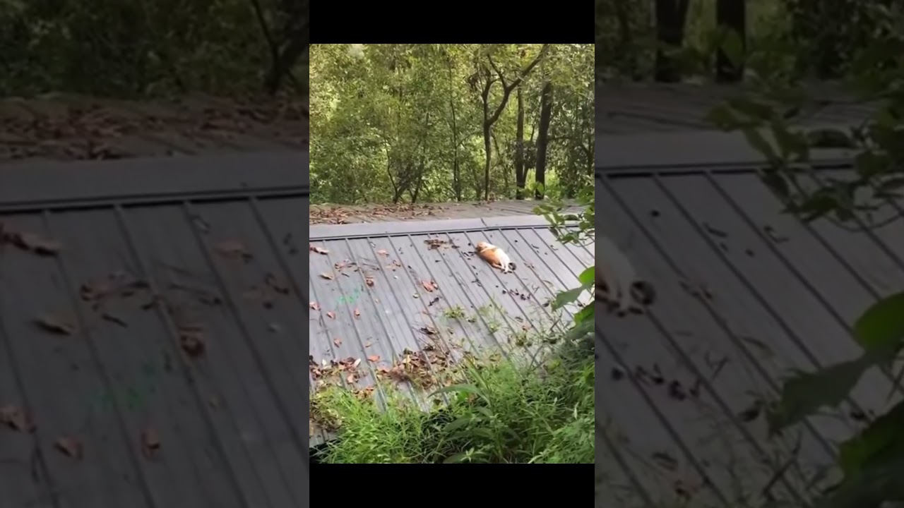 Chill Cat Lounging on a Roof!#chillcat #catlife #rooftopcat #sunbathingcat