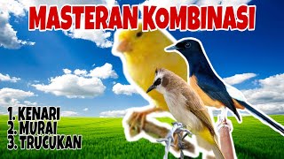 Download lagu Masteran Kombinasi || Murai, Trucukan, dan Kenari || Gacor Dorrrr.. mp3 Download lagu Masteran Kombinasi || Murai, Trucukan, dan Kenari || Gacor Dorrrr.. mp3
