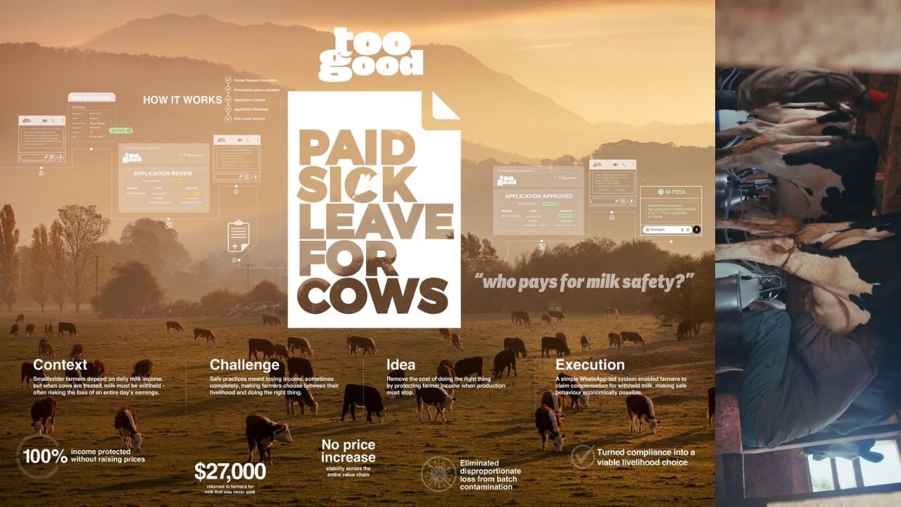 Too Good: Paid Sick Leave For Cows