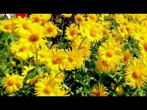 Miniatūra "Mana bērnība"