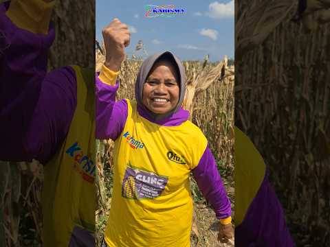 Bukti nyata! Jagung Cling Hibrida F1 🌽