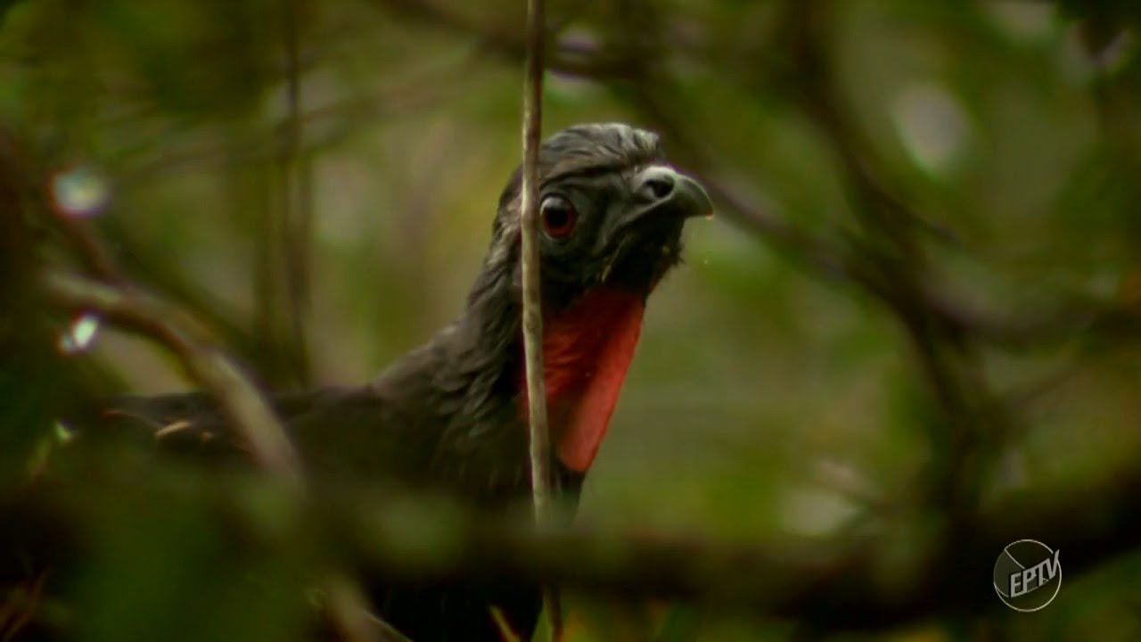 Animais do Cerrado - Terra da Gente